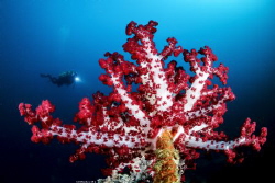 Spectacular
Location :Lembeh Indonesias
Canon 5dsr
Can... by Yung Sen Wu 
